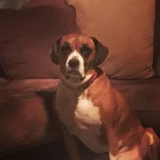 At companion care we know your pet is a much loved part of the family and you want them to enjoy a long, healthy life. Companion Animal Care Clinic Veterinarians 52322 Van Dyke Ave Shelby Township Mi Phone Number