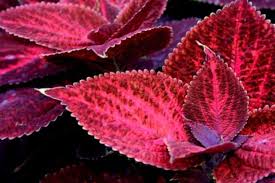 Check spelling or type a new query. List Of Non Flowering Plants Ehow Plants Shade Plants Plants For Planters