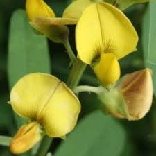 Image result for Crotalaria natalitia