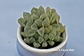 Truncata is a bulbous variety tends to have veins within the leaves. Haworthia Cooperi Var Pilifera Silver Swirl