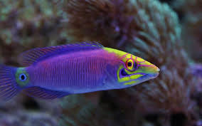 Trying To Treat Your Fish For Intestinal Parasites Or Some Other Internal Pathogen Then This Info May Be Super Helpful For Yo Reef Tank Fish Pet Reef Aquarium