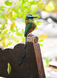 Birds That Start With U In Spanish Bird Guardabarranco Torogoz Fauna Nature Ave Honduras Plumage 5k Wallpaper Hdwallpaper Desktop Animals Beautiful Pet Birds Beautiful Birds