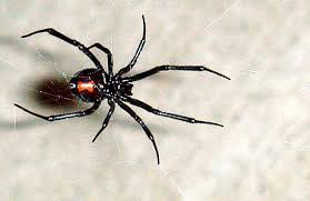 Only the female can inflict a potentially dangerous bite. Black Widow Simple English Wikipedia The Free Encyclopedia