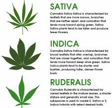 Indica Vs Sativa Max Produce Backup