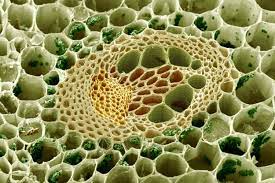 Check spelling or type a new query. Learn About Plant Cell Types And Organelles