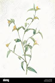 Image result for Commelina sphaerorrhizoma