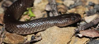 With the tail has a short spine. Snake I D Snakeout