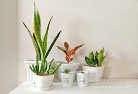 Gudang dalam rumah menggunakan box plastik. Koleksi Pokok Bersihkan Udara Dalam Rumah