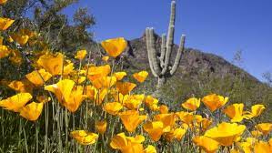 A seasonal guide to bloom, height, color, and texture.p>. Common Arizona Wildflowers What To Look For When The Desert Blooms