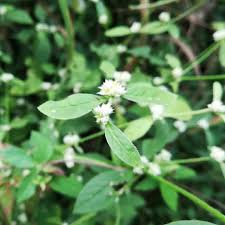 Image result for Alternanthera sessilis