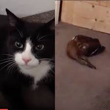 Feu seguiment i vigilància dels vostres símptomes amb stop covid19 cat. Ladbible Cat Brings Live Duck Home Through Cat Flap Facebook