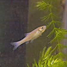 With our guide, you will keep them thriving for a long time. Rosy Reds By Any Other Name Are Just As Pretty Features Mysoutex Com