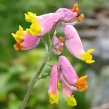 Image result for Corydalis