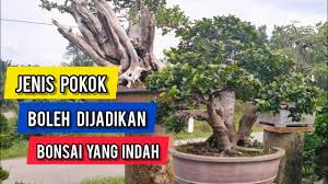 Biaya yang dikeluarkan untuk makan setiap orang bisa. 12 Jenis Pokok Boleh Di Jadikan Bonsai Youtube