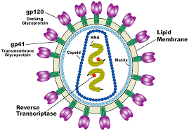 Virus disegno da colorare / scarica i disegni da colorare. Hiv Wikipedia