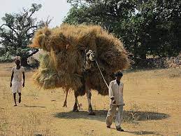 The idioms last straw or final straw have the same meaning and can be used interchangeably. The Straw That Broke The Camel S Back Bp S Fuel For Thought