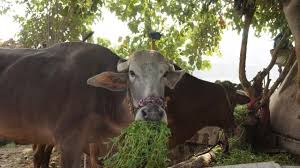 Since its return in 1984, tennis has been played on hard courts in every olympics other than 1992 in barcelona (clay) and 2012 in london (grass). Berseem Trifolium Alexandrinum Feedipedia