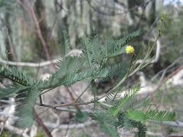 Image result for Acacia dealbata