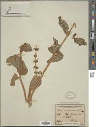 Image result for Coleus maculosus