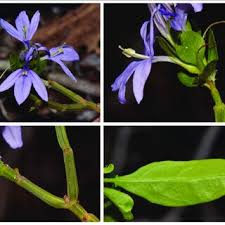 Image result for Ecbolium hastatum