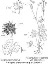 Ranunculus Muricatus