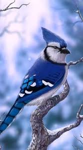 Birds That Look Like Blue Jays But Are Black Blue Jay By Sevenkrows On Deviantart Colorful Birds Pretty Birds Animals Beautiful