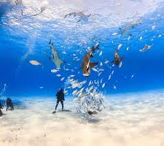 The bahamas is ideal for couples' vacations. Bahamas Cruise Cruises To The Bahamas Royal Caribbean Cruises