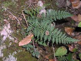 Image result for Cheilanthes inaequalis