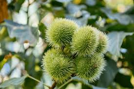 Image result for Bixaceae