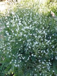 Image result for Clematis recta atropurpurea