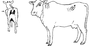 Image result for hoof disease chart for cow