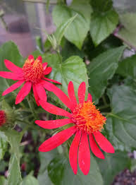 Image result for Pseudogynoxys