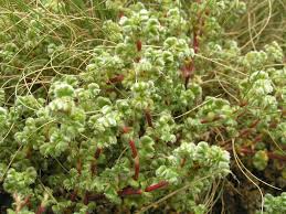 Image result for Alchemilla johnstonii