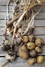Was Kann Man Nach Kartoffeln Pflanzen Fruchtfolge Kartoffeln Pflanzen Fruchtfolge Pflanzen