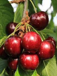 Bahçenizde onun için ayıracağınız yerin rüzgar almamasına özen gösterin. Kiraz Fidani Star Giant 120 Cm Rootball Fidan Istanbul Internetten Fidan Ve Fide Siparisi Her Cesit Peyzaj Bitkileri