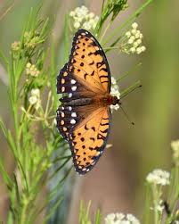 Image result for Pandiaka confusa