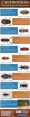 This bug identification guide will help! Woodworm Identification 11 Types Of Wood Boring Insect