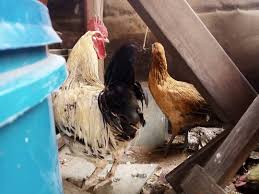 Jogoo Majogoo Ya Kienyeji Bei 19 900tsh Kuku Hawa Wana Afya Bora Na Wanafaa Kwa Ufugaji Lakini Pia Kutumika Kama Majogoo Ya Mbegu T Kuku Instagram Animals