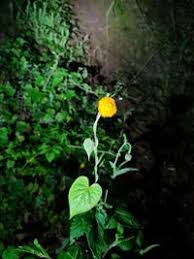 Image result for Crassocephalum vitellinum