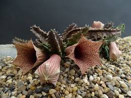 Image result for Huernia levyi