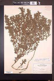 Image result for Amaranthus praetermissus