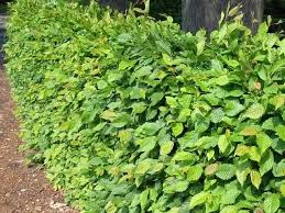 Image result for Živý plot z habru