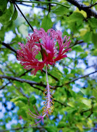 Image result for Hibiscus schizopetalus