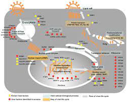 Understanding the viral life cycle. Cellular Networks Involved In The Influenza Virus Life Cycle Abstract Europe Pmc