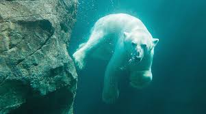 Maybe you would like to learn more about one of these? Tiergarten Schonbrunn
