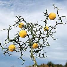 Please know that this side of our site is designed to take orders of less than 25 trees. Trifoliate Orange Poncirus Trifoliata Flying Dragon 2 Years Old Plant With Branching Bare Root In 2021 Flying Dragon Citrus Plant Citrus Trees