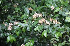 Image result for Rothmannia manganjae