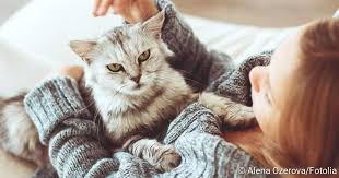 Katzenallergie Ursachen Und Behandlung Netdoktor