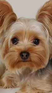 yorkshire terrier hund yorkshire terrier yorkshire terrier haarschnitt