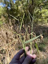 Image result for Urochloa arrecta